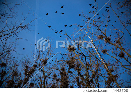 flying birds flying birds 4442708