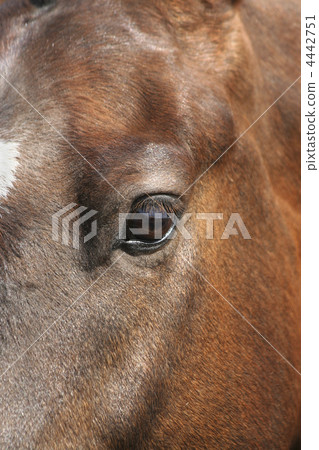 brown horse portrait brown horse portrait 4442751