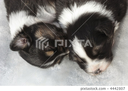 Australian Shepherd's baby 4442807