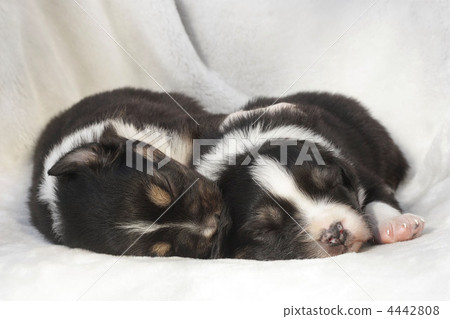 Australian Shepherd's baby 4442808