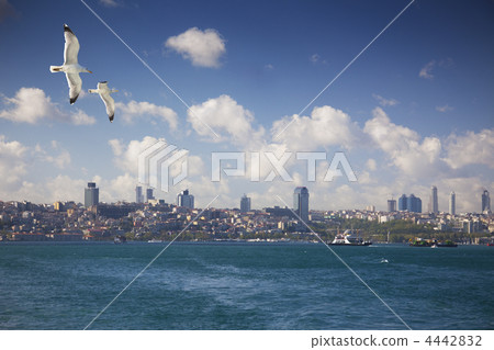 contemporary city / sea view  /  skyscrapers, blue sky and seagu 4442832
