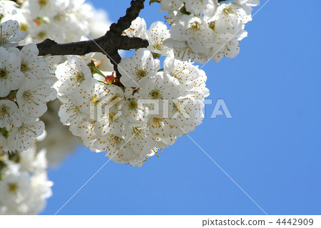 Spring flowering 4442909