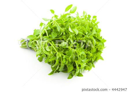 Fres Basil / spice herb on white background Fres Basil / spice herb on white background 4442947