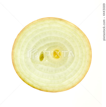 Slice of a fresh Onion / back lit / isolated on white Slice of a fresh Onion / back lit / isolated on white 4443089