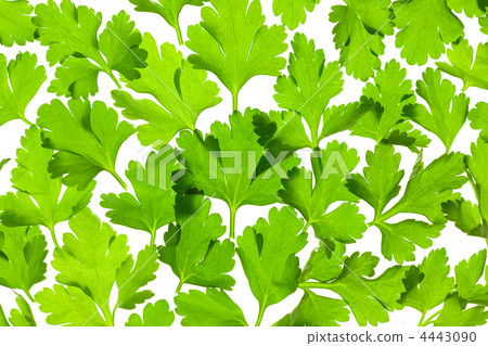 Fresh Parsley close-up background / back-lit 4443090