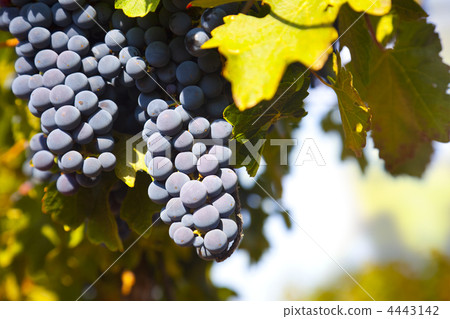 Grapes on the Vine Grapes on the Vine 4443142