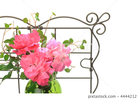 Carnation Carnation 4444212