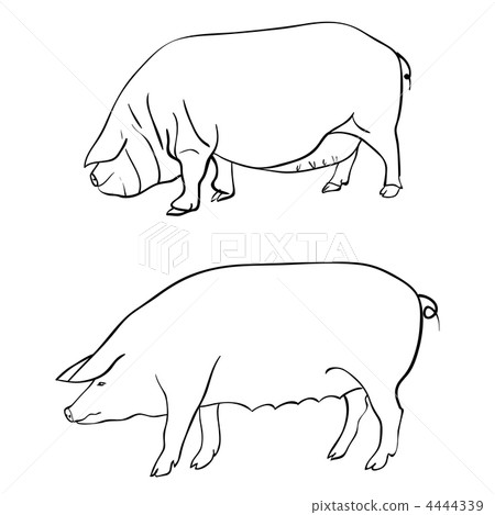 Pen drawing depicting a pig 4444339