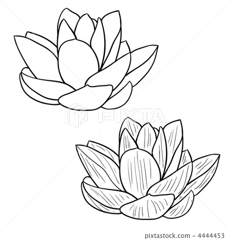 Oriental lotus - a flower Vector illustration. - Stock Illustration ...