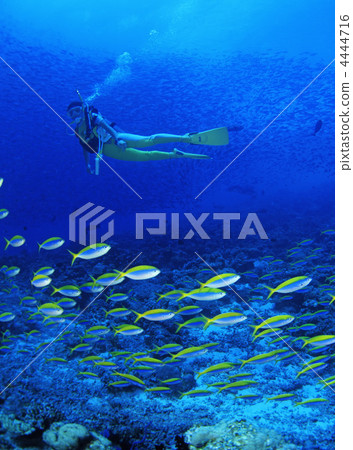scuba diving scuba diving 4444716