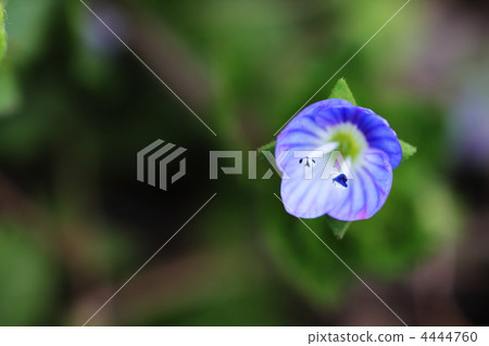 波斯Speedwell 4444760