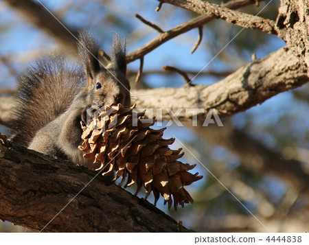 松鼠 日本北海道松鼠 松鼠常見的東 4444838