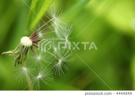 species, fluffy, dandelion 4444849