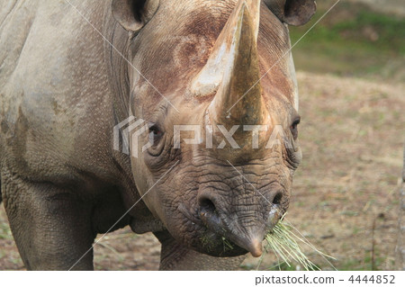 An endangered crisis An endangered crisis 4444852