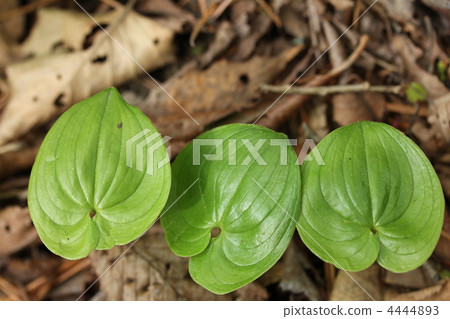 綠葉 野草 野花 4444893