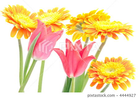 鬱金香和garberies花束 4444927