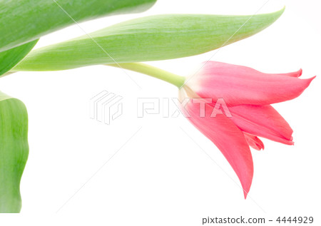 切花的鬱金香 4444929