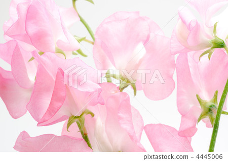 Cut flowers of pink sweet pea Cut flowers of pink sweet pea 4445006