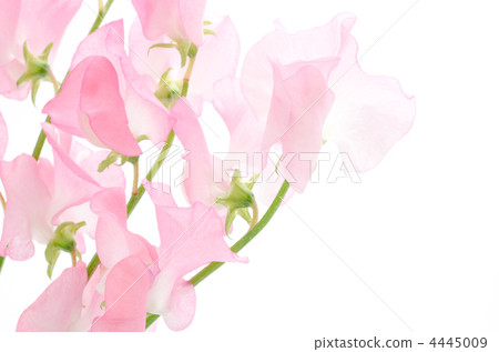 Cut flowers of pink sweet pea Cut flowers of pink sweet pea 4445009
