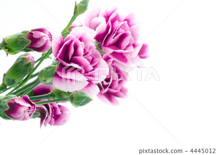 Purple gradation carnation bouquet 4445012