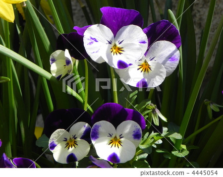 Viola Viola 4445054