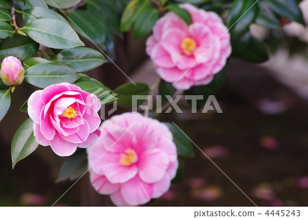 Goshiki Camellia Goshiki Camellia 4445243