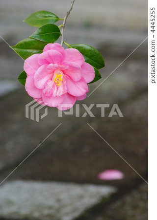 Goshiki Camellia 4445255