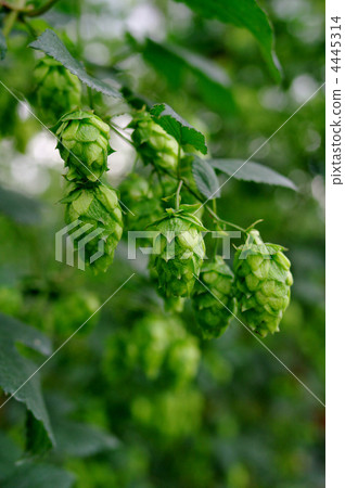 Hop (raw material for beer) Hop (raw material for beer) 4445314