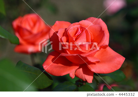 一朵紅玫瑰 一朵紅玫瑰 4445332