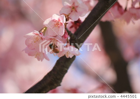 Cherry blossoms of Yamaguchi prefecture designated designated natural treasure 4445501