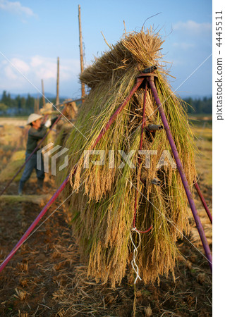 Dried rice Dried rice 4445511