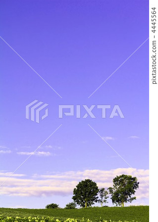 父子樹　 4445564