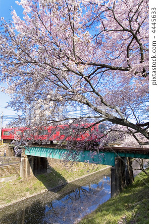 Cherry blossoms and trains Cherry blossoms and trains 4445633