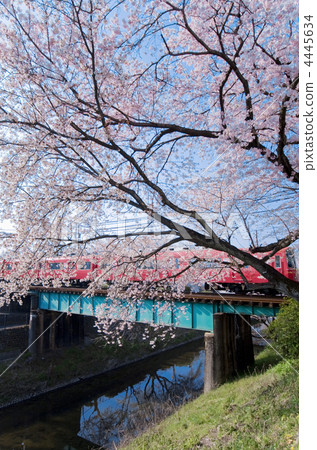 Cherry tree and Meitetsu train 4445634
