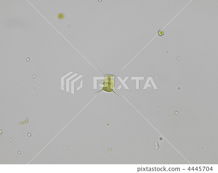 desumodesumusu, scenedesmus, green algae 4445704