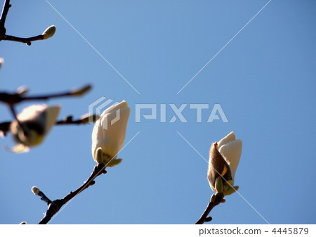 白木蓮 白木蓮 4445879