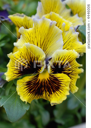 Pansy 4446006