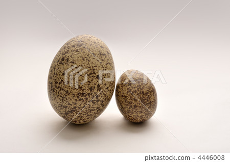 Fossil of eggs (2) 4446008