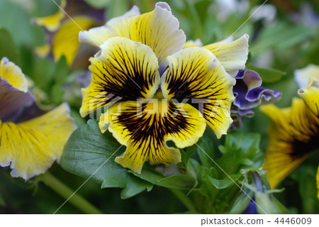 Pansy 4446009