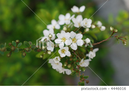 Yukiyanagi (macro) Yukiyanagi (macro) 4446016