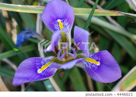 Iris Iris 4446021