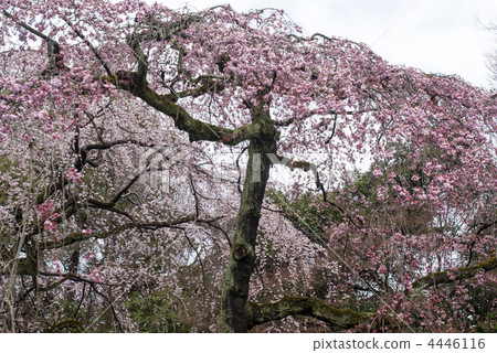 Bamboo cherry blossoms of Kyoto Miyuki Konoe Residence 4446116