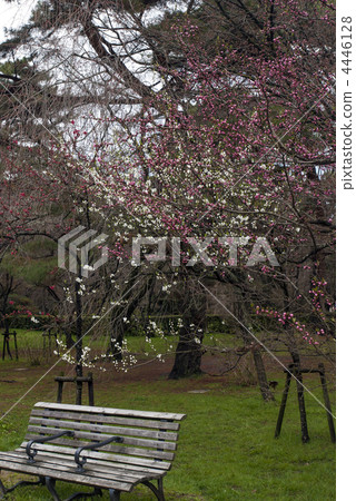 京都Miyuen山櫻桃樹和紅色李子 京都Miyuen山櫻桃樹和紅色李子 4446128