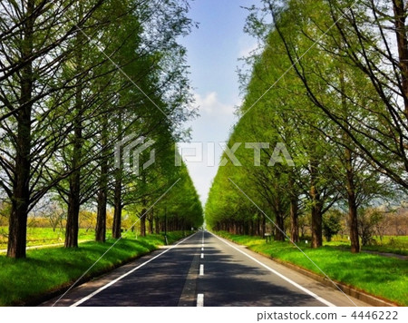 Metasequoia Tree Line 4446222