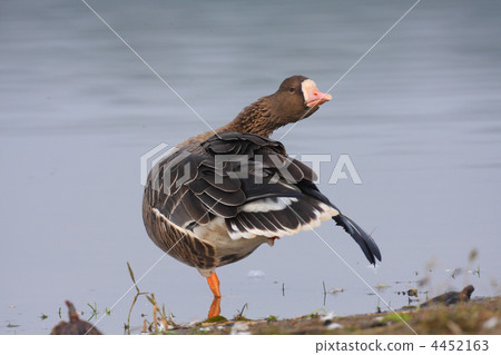 Matane of the waterfront 4452163