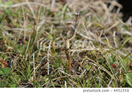 horsetail, botanic, botanical 4452358