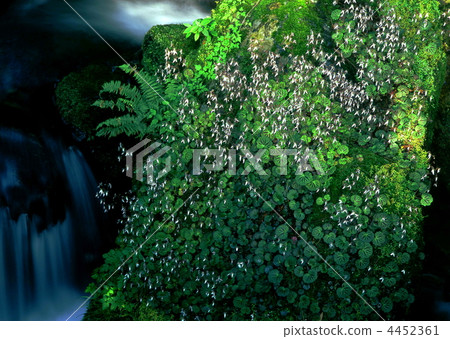 Yukinoshita blooming on the rock of the valley Yukinoshita blooming on the rock of the valley 4452361