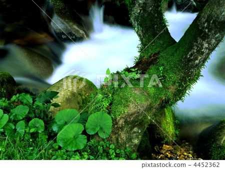 The tree which was born near the valley The tree which was born near the valley 4452362