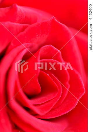 Red rose macro Red rose macro 4452400