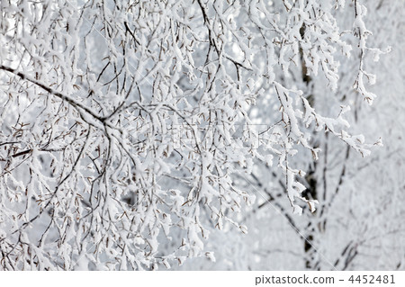 Winter park in snow 4452481